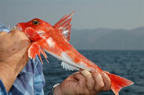  Gurnard – En fisk med ett utseende som skulle passa perfekt i en piratfilms scenografi!